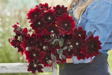 Decorative Small Flowered After Dusk Dahlia After Dusk (x 35)