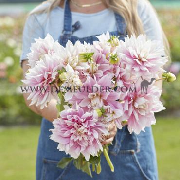 Decorative Medium Flowered Evanah Dahlia Evanah (x 35)