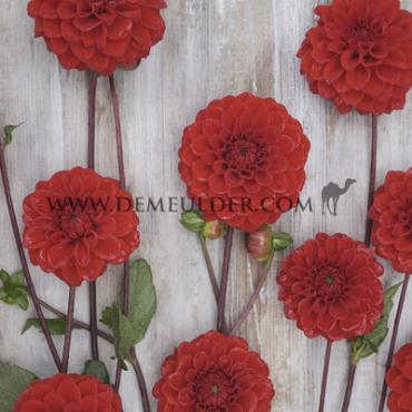 Ball Red Cap Dahlia Red Cap (x 35)