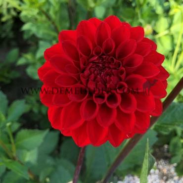 Ball Red Cap Dahlia Red Cap (x 35)