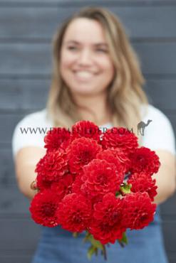 Ball Red Cap Dahlia Red Cap (x 35)