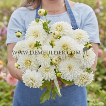 Ball Snow Cap Dahlia Snow Cap (x 35)