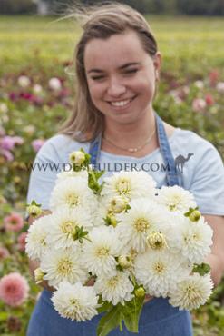Ball Snow Cap Dahlia Snow Cap (x 35)