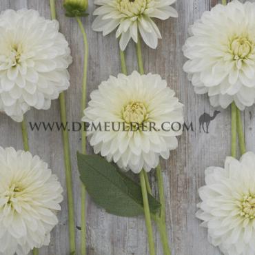 Ball Snow Cap Dahlia Snow Cap (x 35)