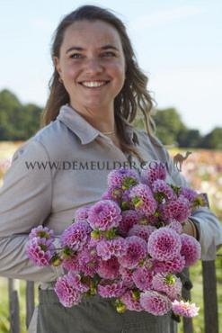 Pompon Stolze Von Berlin Dahlia Stolze Von Berlin (x 35)