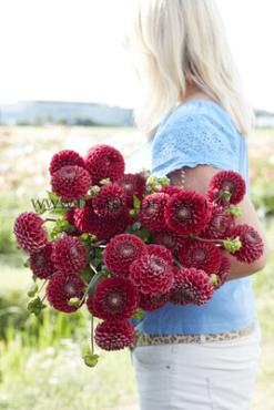 Ball Cornel Dahlia Cornel (x 35)