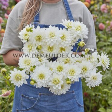Waterlily Karma Maarten Zwaan Dahlia Karma Maarten Zwaan (x 35)