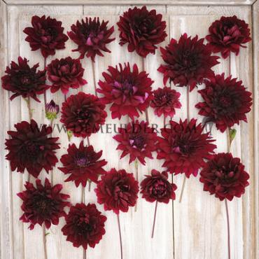 Cactus Of Semicactus Rip City Dahlia Rip City (x 35)