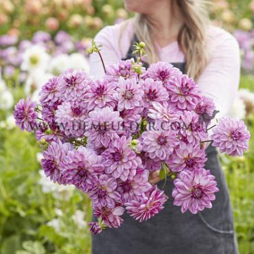 Decorative Small Flowered Seduction Dahlia Seduction (x 35)