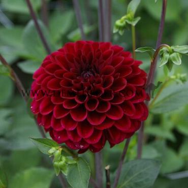 Ball Maroon Fox Dahlia Maroon Fox (x 35)