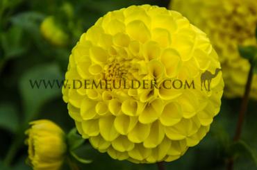 Ball Yellow Symphony Dahlia Yellow Symphony (x 35)