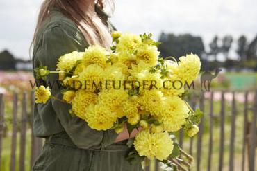 Ball Yellow Symphony Dahlia Yellow Symphony (x 35)
