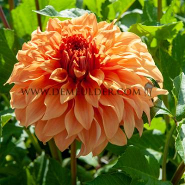 Decorative Large Flowered Hercules Dahlia Hercules (x 35)