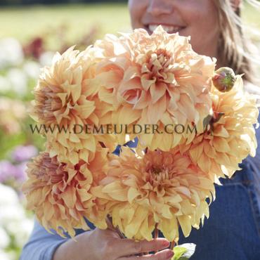 Decorative Large Flowered Hercules Dahlia Hercules (x 35)