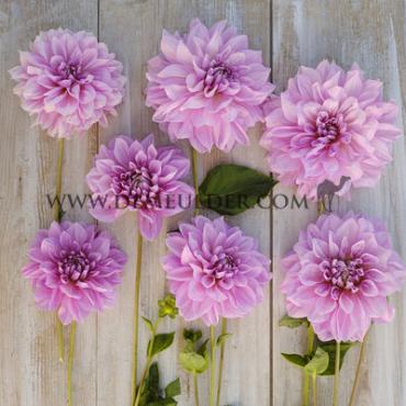 Decorative Dinnerplate Lavender Perfection Dahlia Lavender Perfection (x 35)