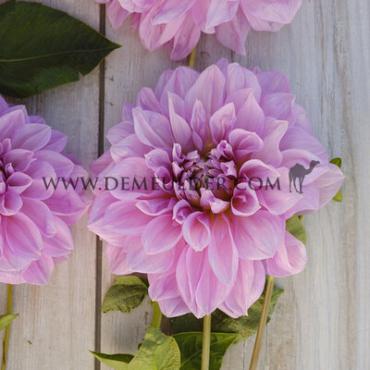 Decorative Dinnerplate Lavender Perfection Dahlia Lavender Perfection (x 35)