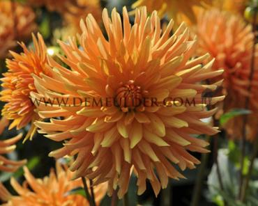 Cactus Of Semicactus Ludwig Helfert Dahlia Ludwig Helfert (x 35)