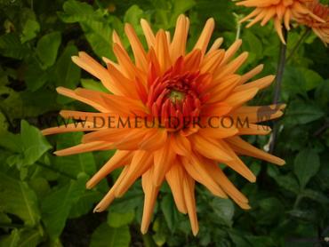 Cactus Of Semicactus Ludwig Helfert Dahlia Ludwig Helfert (x 35)