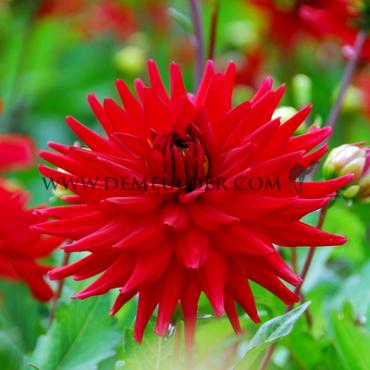Cactus Of Semicactus Dwarf Red Pygmy Dahlia Red Pygmy (x 35)