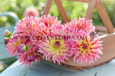 Cactus Of Semicactus Karma Sangria Dahlia Karma Sangria (x 35)