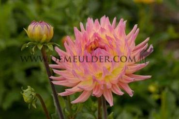 Cactus Of Semicactus Karma Sangria Dahlia Karma Sangria (x 35)