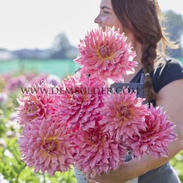 Cactus Of Semicactus Omega Dahlia Omega (x 35)