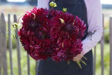 Decorative Large Flowered Spartacus Dahlia Spartacus (x 35)