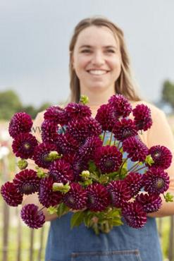 Ball Ivanetti Dahlia Ivanetti (x 35)