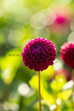 Ball Ivanetti Dahlia Ivanetti (x 35)