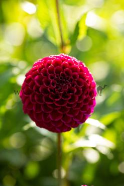Ball Ivanetti Dahlia Ivanetti (x 35)