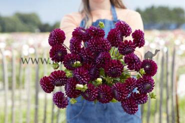 Ball Ivanetti Dahlia Ivanetti (x 35)