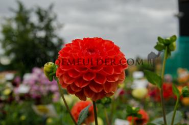 Ball Orange Symphony Dahlia Symphony (x 35)