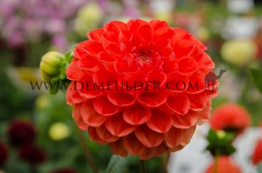 Ball Orange Symphony Dahlia Symphony (x 35)