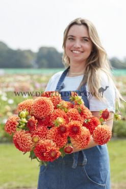 Ball Orange Symphony Dahlia Symphony (x 35)