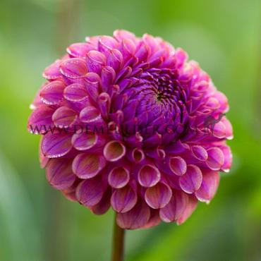 Ball Caitlin's Joy Dahlia Caitlin's Joy (x 35)