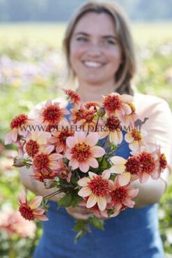 Anemone Flowered Totally Tangerine Dahlia Totally Tangerine (x 35)