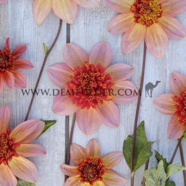 Anemone Flowered Totally Tangerine Dahlia Totally Tangerine (x 35)
