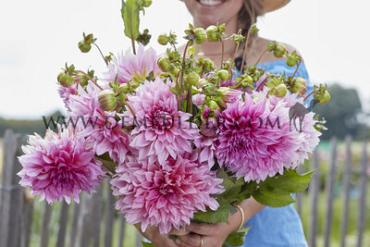Decorative Dinnerplate Cafe Au Lait Rosé Dahlia Café au Lait Rosé (x 35)
