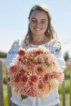 Cactus Of Semicactus Henriette Dahlia Henriette (x 35)