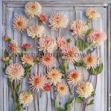 Cactus Of Semicactus Henriette Dahlia Henriette (x 35)