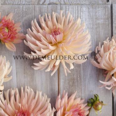 Cactus Of Semicactus Henriette Dahlia Henriette (x 35)