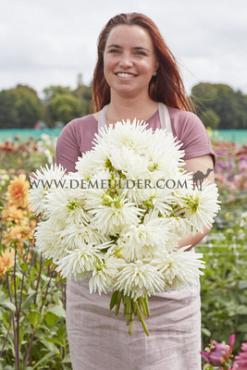 Cactus Of Semicactus Tutu Dahlia Tutu (x 35)