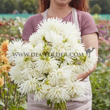 Cactus Of Semicactus Tutu Dahlia Tutu (x 35)