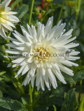 Cactus Of Semicactus Tutu Dahlia Tutu (x 35)