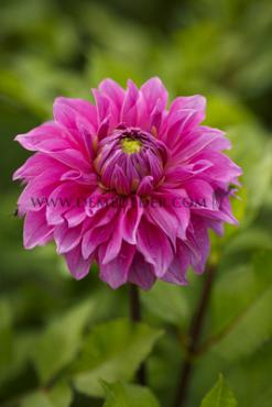 Decorative Large Flowered Elma Elisabeth Dahlia Elma Elisabeth (x 35)
