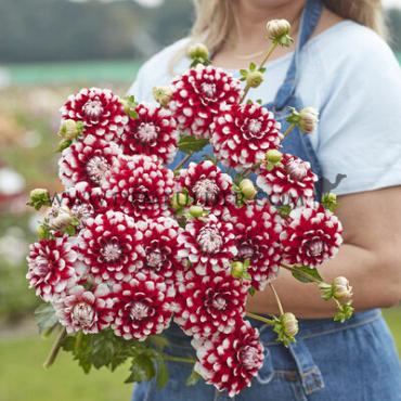 Ball Checkers Dahlia Checkers (x 35)