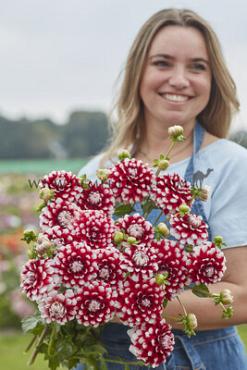 Ball Checkers Dahlia Checkers (x 35)