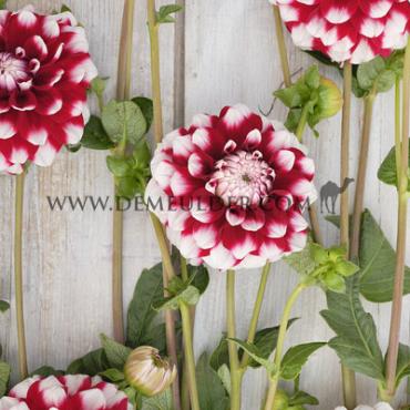 Ball Checkers Dahlia Checkers (x 35)