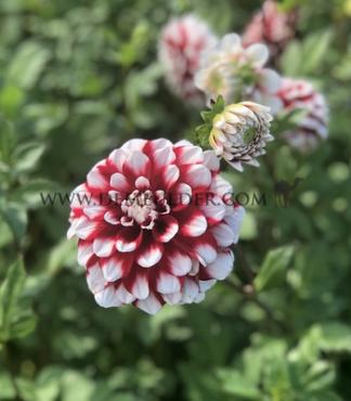 Ball Checkers Dahlia Checkers (x 35)