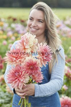 Decorative Dinnerplate Fairway Spur Dahlia Fairway Spur (x 35)